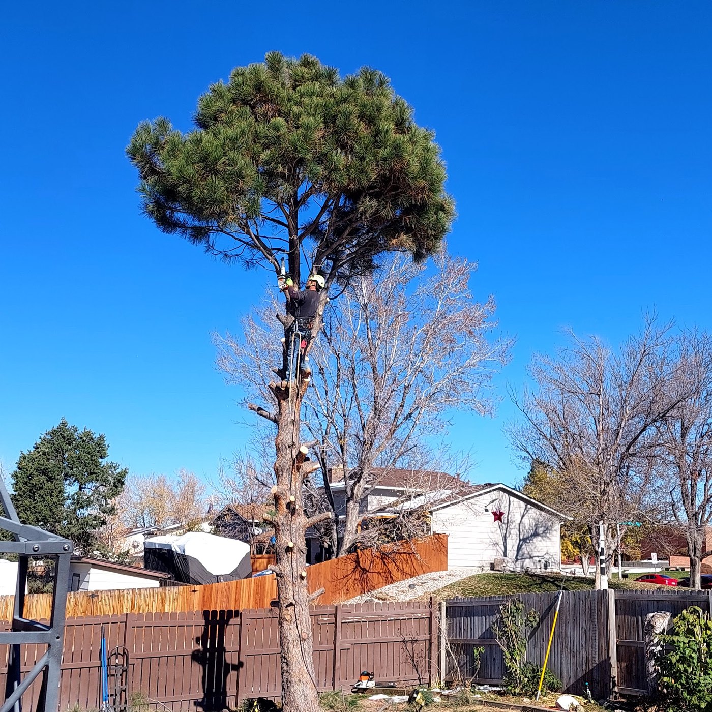 An Adams Tree Care climber working high in a pine