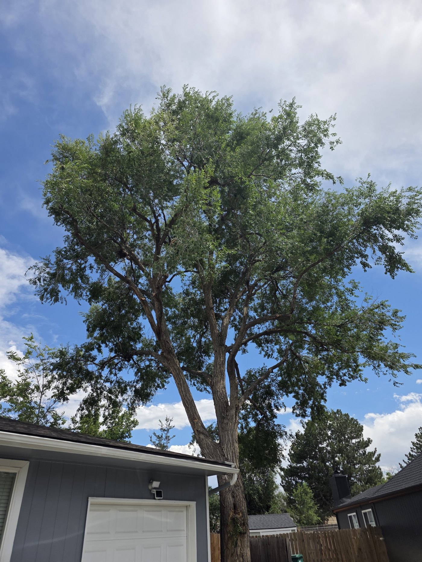 A full, healthy shade tree standing over a Denver home
