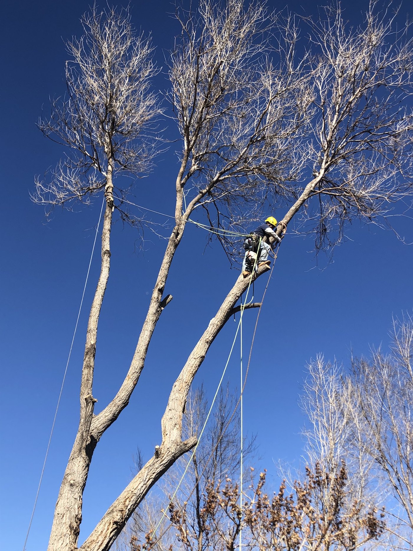 A climber on ropes taking down a dead cottonwood