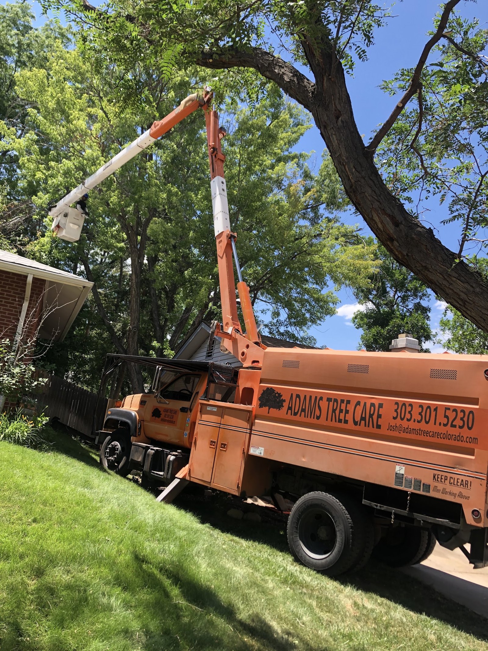 Adams Tree Care's orange bucket truck working a large shade tree in Aurora